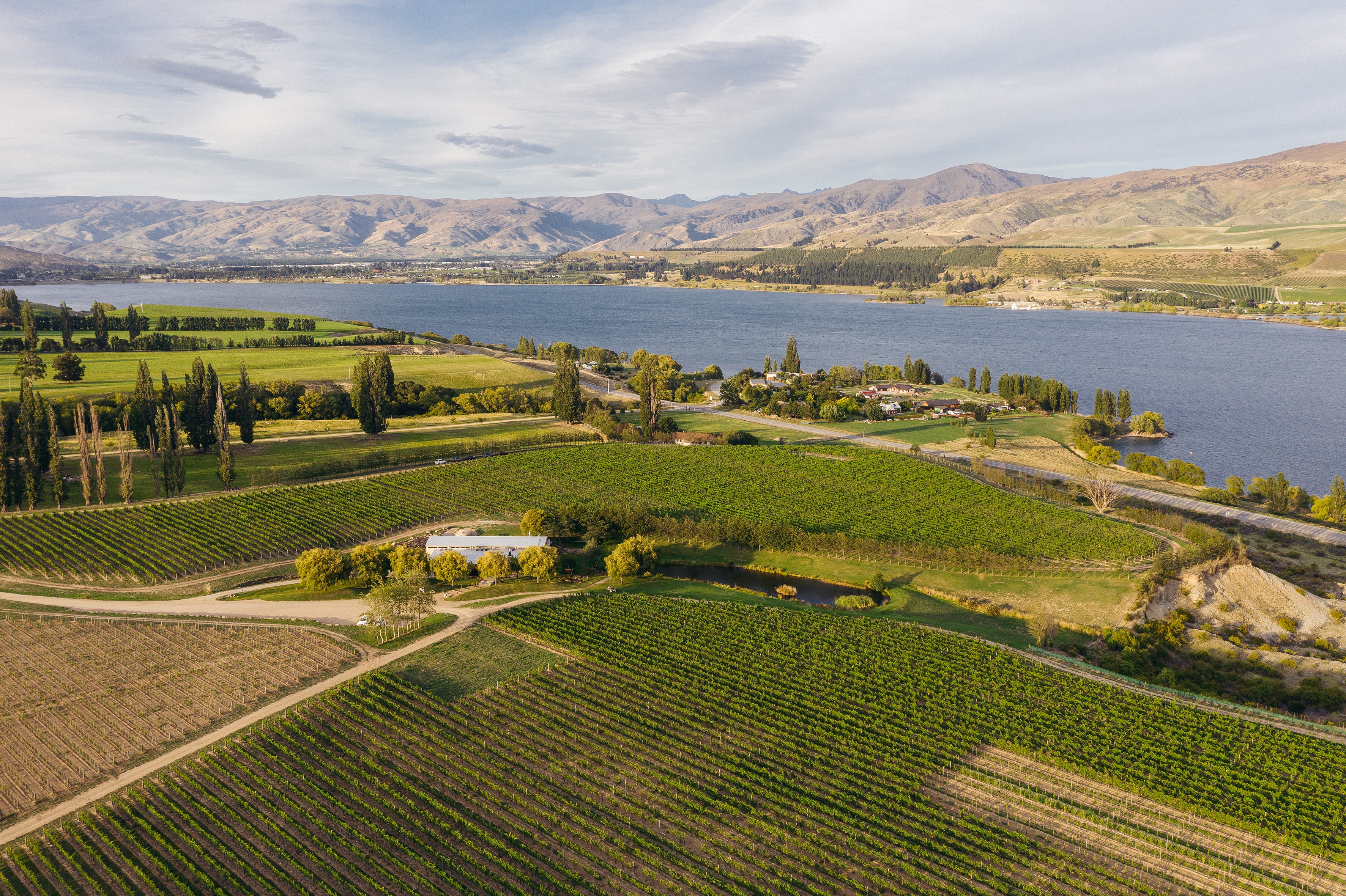 Central Otago Vineyard