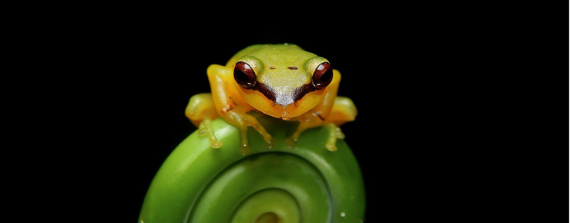 Frog banner